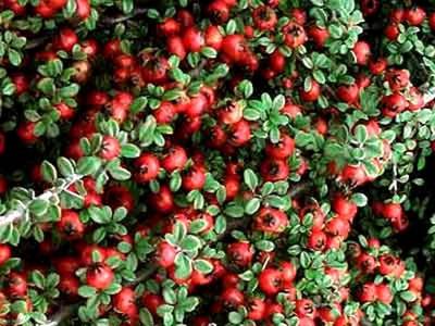 COTONEASTER MICROPHILLUS